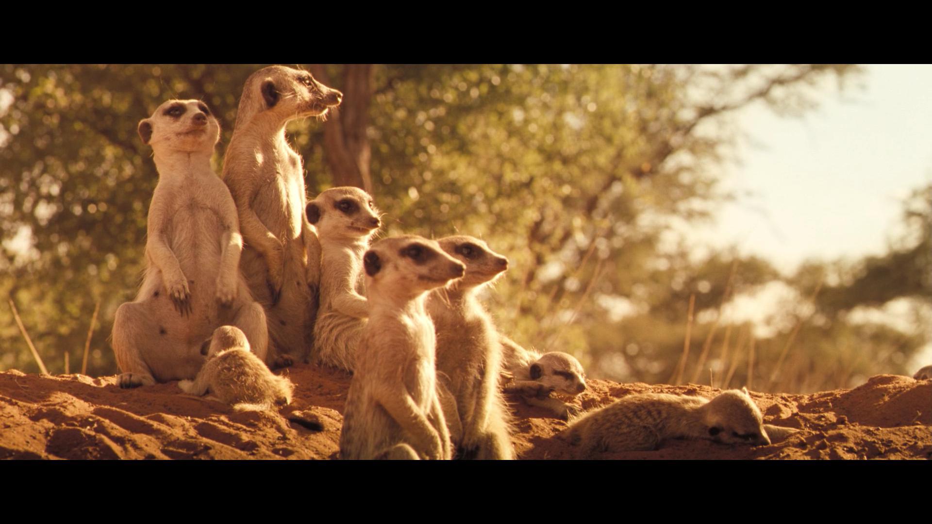 Heat - Serials, Meerkat, Storyboard, Heat, Sleep in the afternoon, Longpost