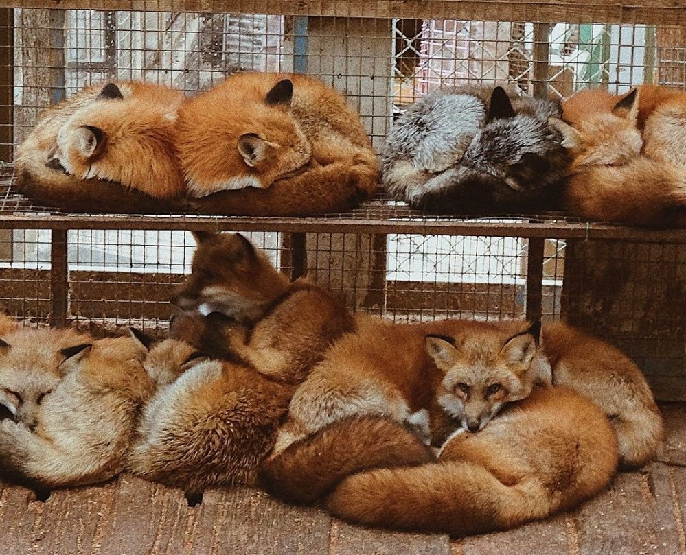 Fox dorm - Fox, Animals, Wild animals, The photo