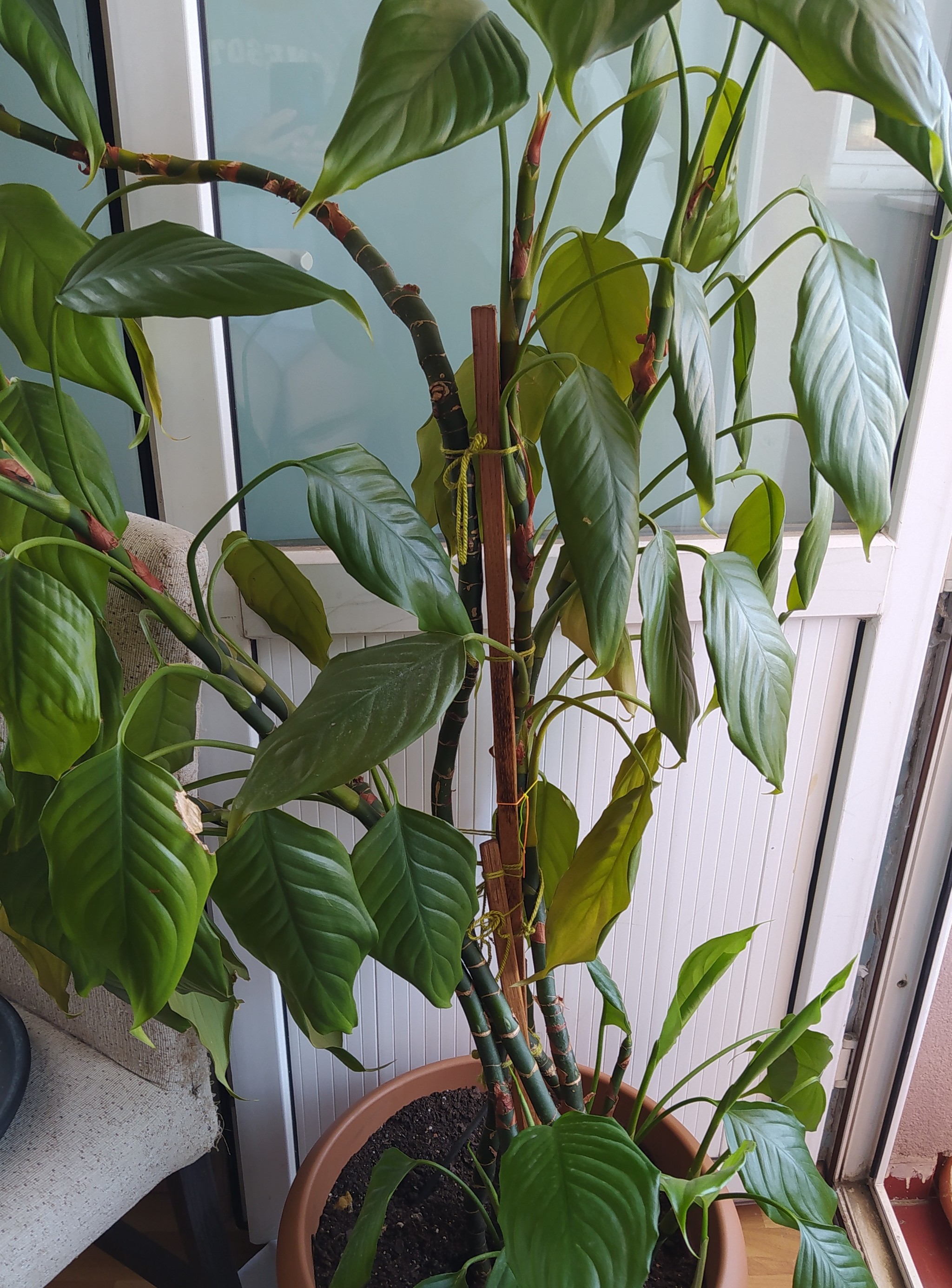 Help identify this plant - Flowers, Plants, Plant growing, What kind of plant