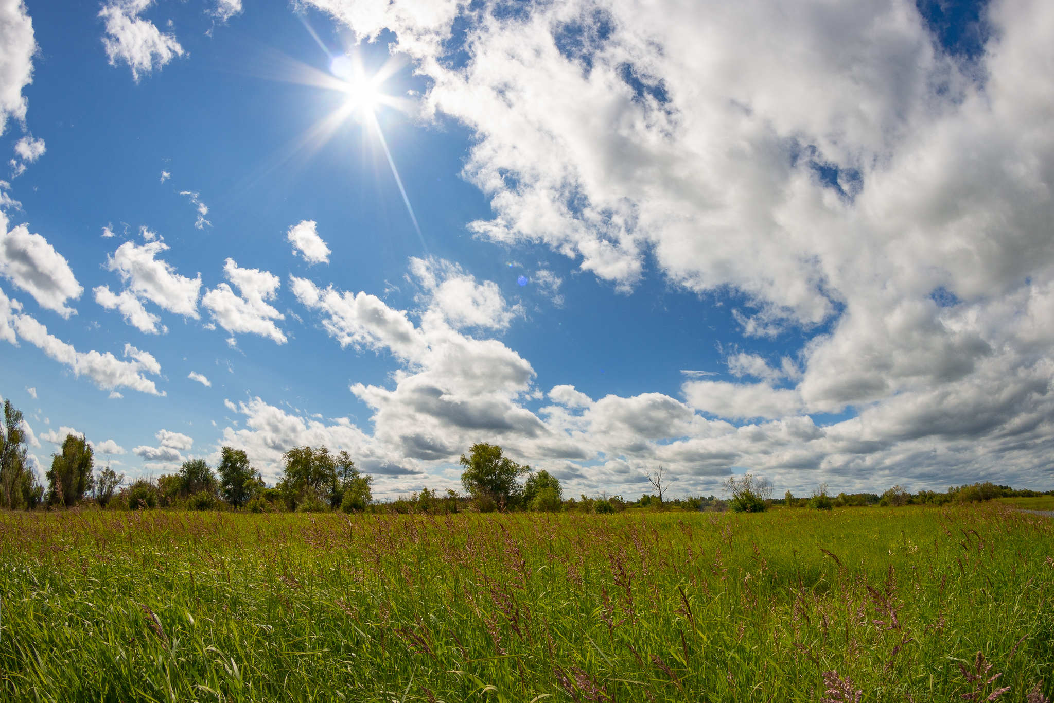 Field, Russian field - My, Landscape, The photo, Field, Beginning photographer, Tobolsk, Canon 70d, Samyang, Tamron