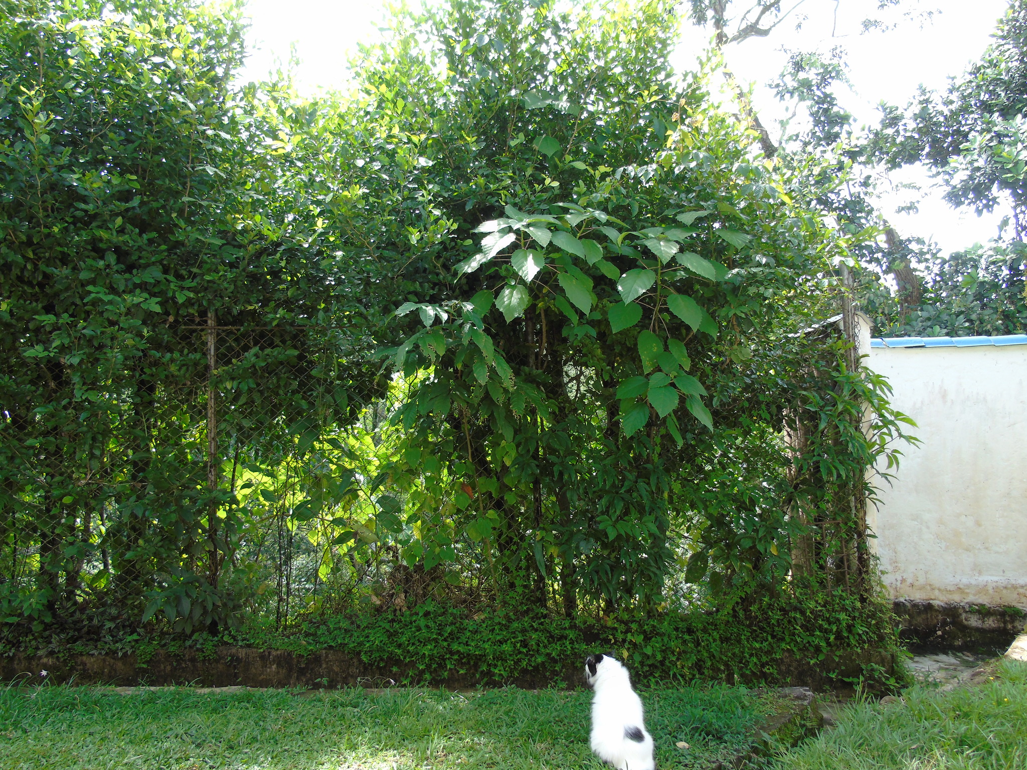 Ферма. Папайя | Пикабу