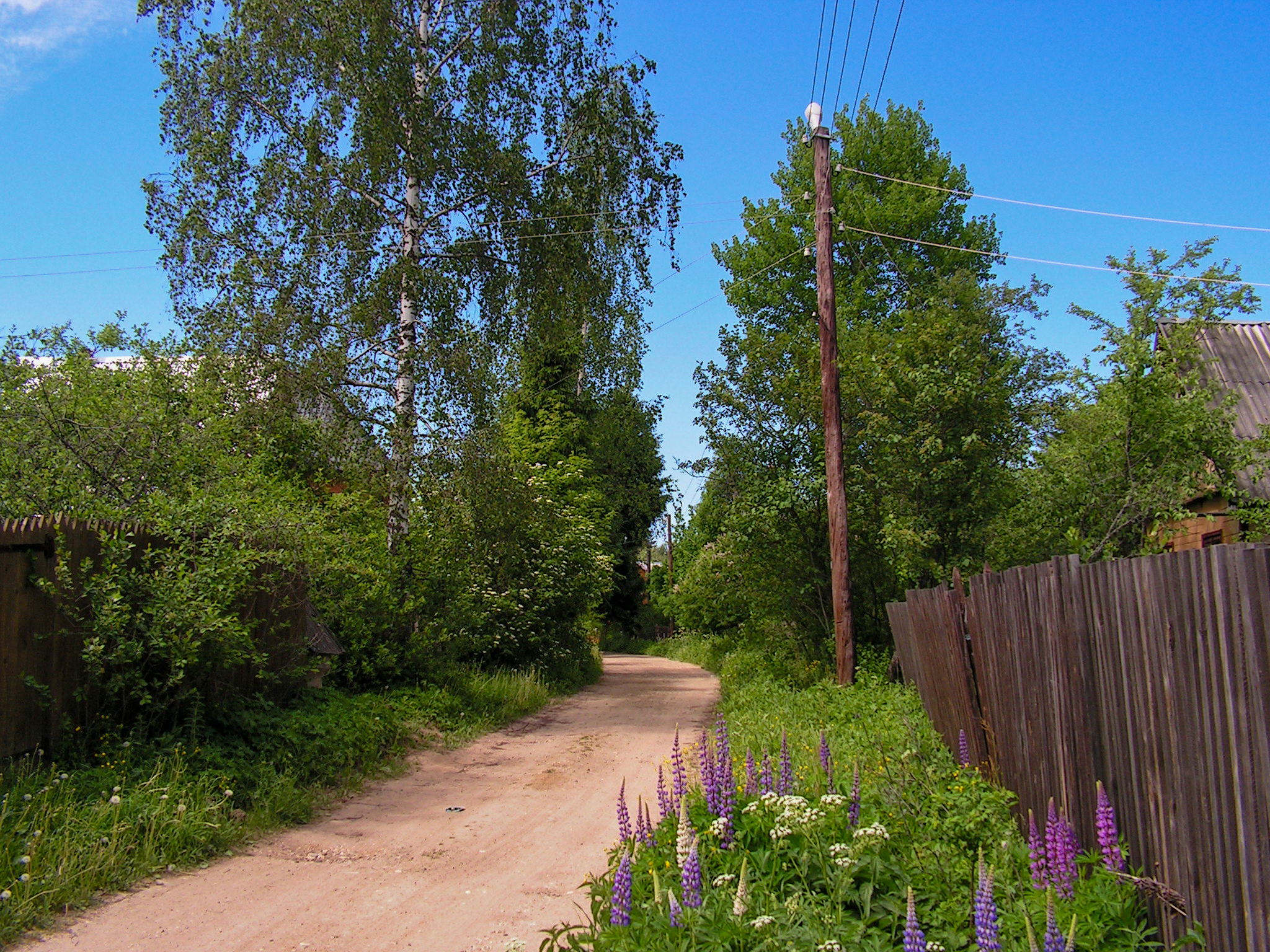 A piece of country summer - My, Summer, Dacha, Nature, Longpost