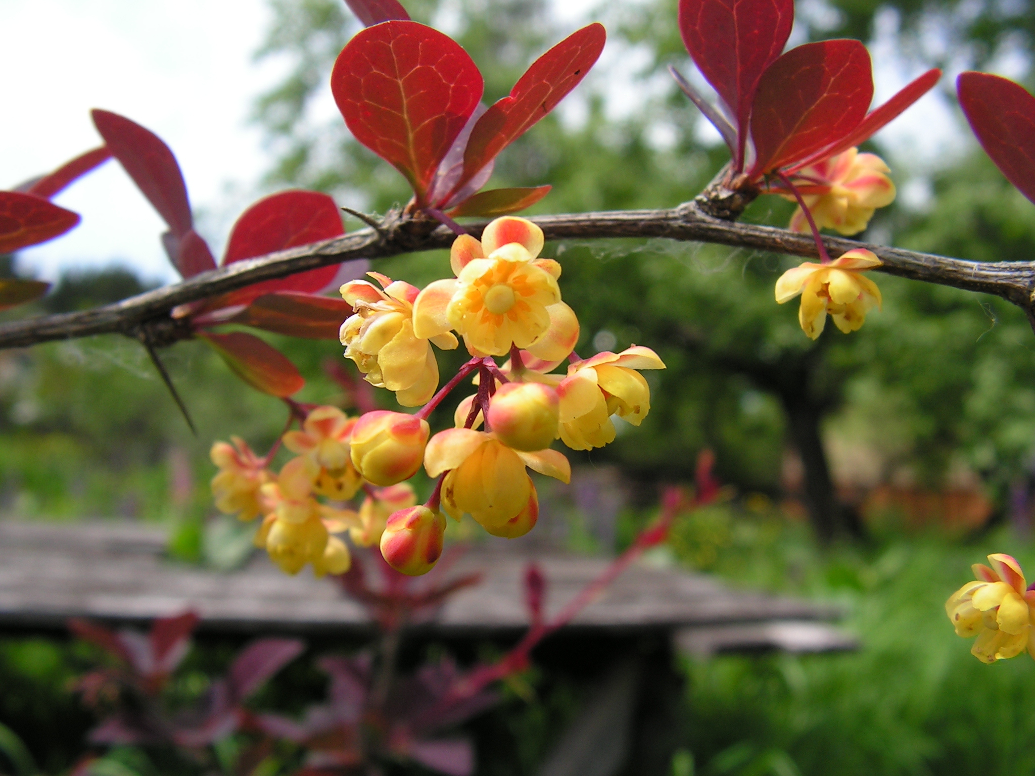 A piece of country summer - My, Summer, Dacha, Nature, Longpost