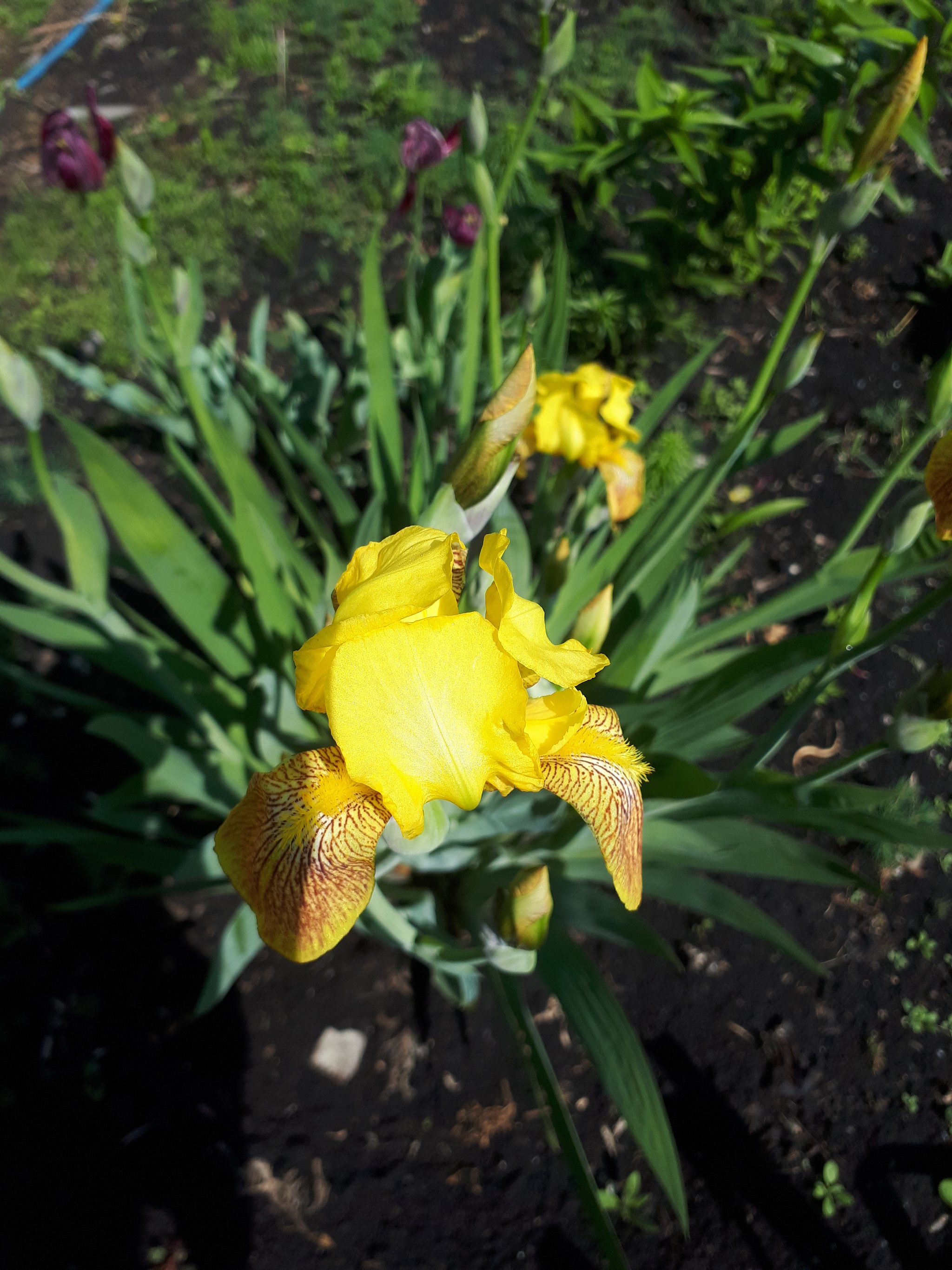 Spring is ending! - My, Flowers, Nature, Irises, Spring, Longpost