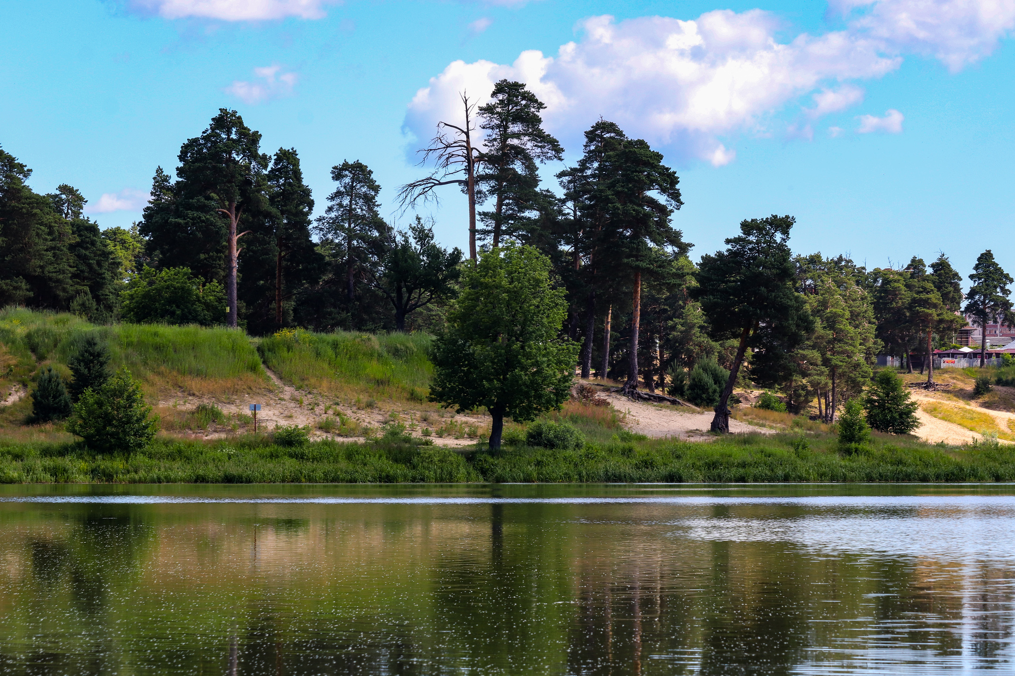 Summer - My, The photo, Nature, Summer, Longpost