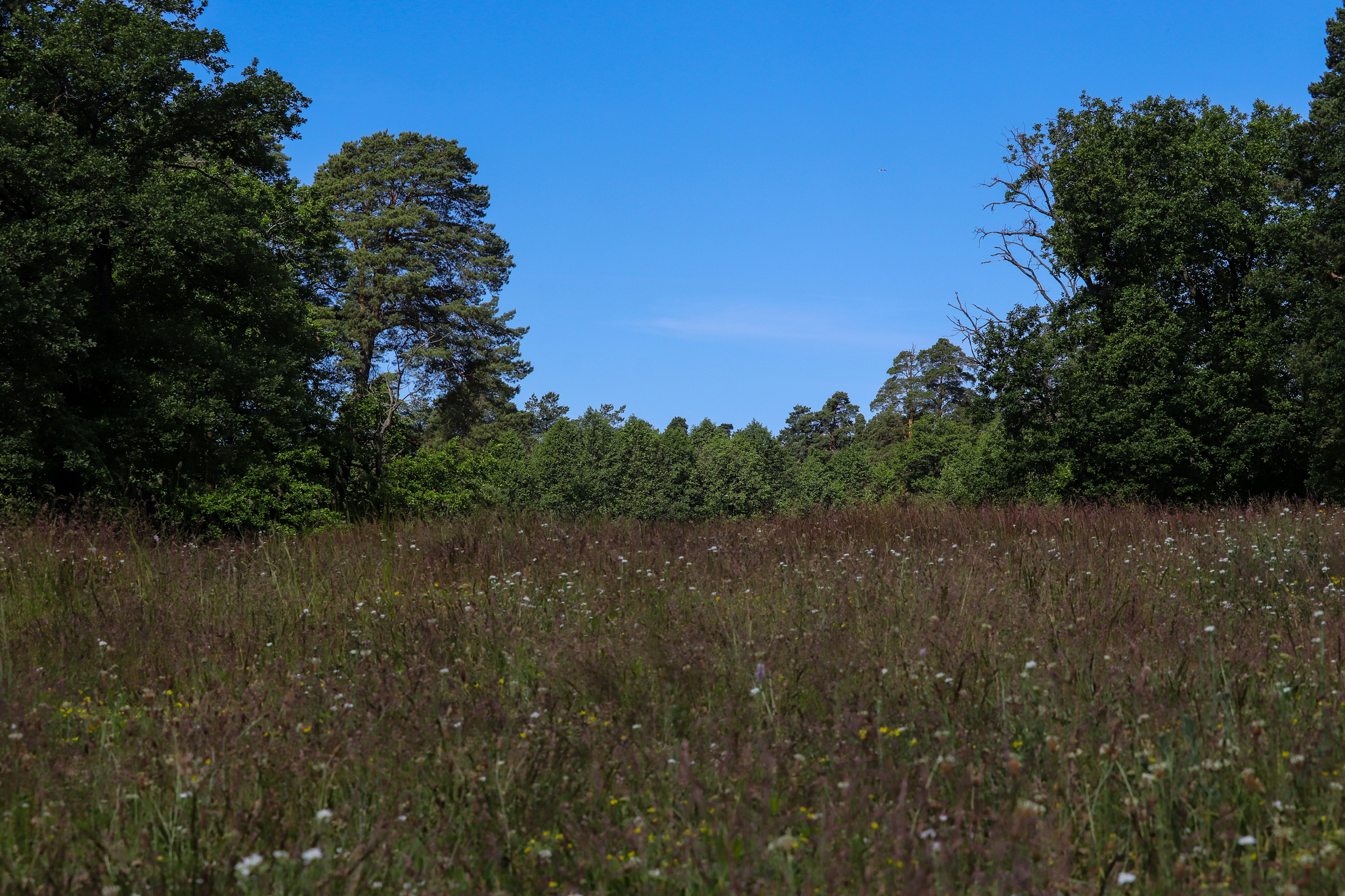 Summer - My, The photo, Nature, Summer, Longpost