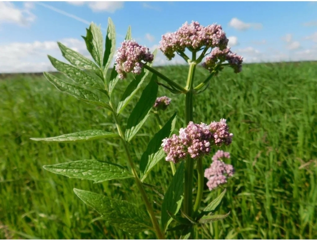 Валериана фото растения. Валериана лекарственная / Valeriána officinális. Валериана. (Valeriana officinalis). Valeriana officinalis растение. Валериана лекарственная (Valeriana officinalis l.).