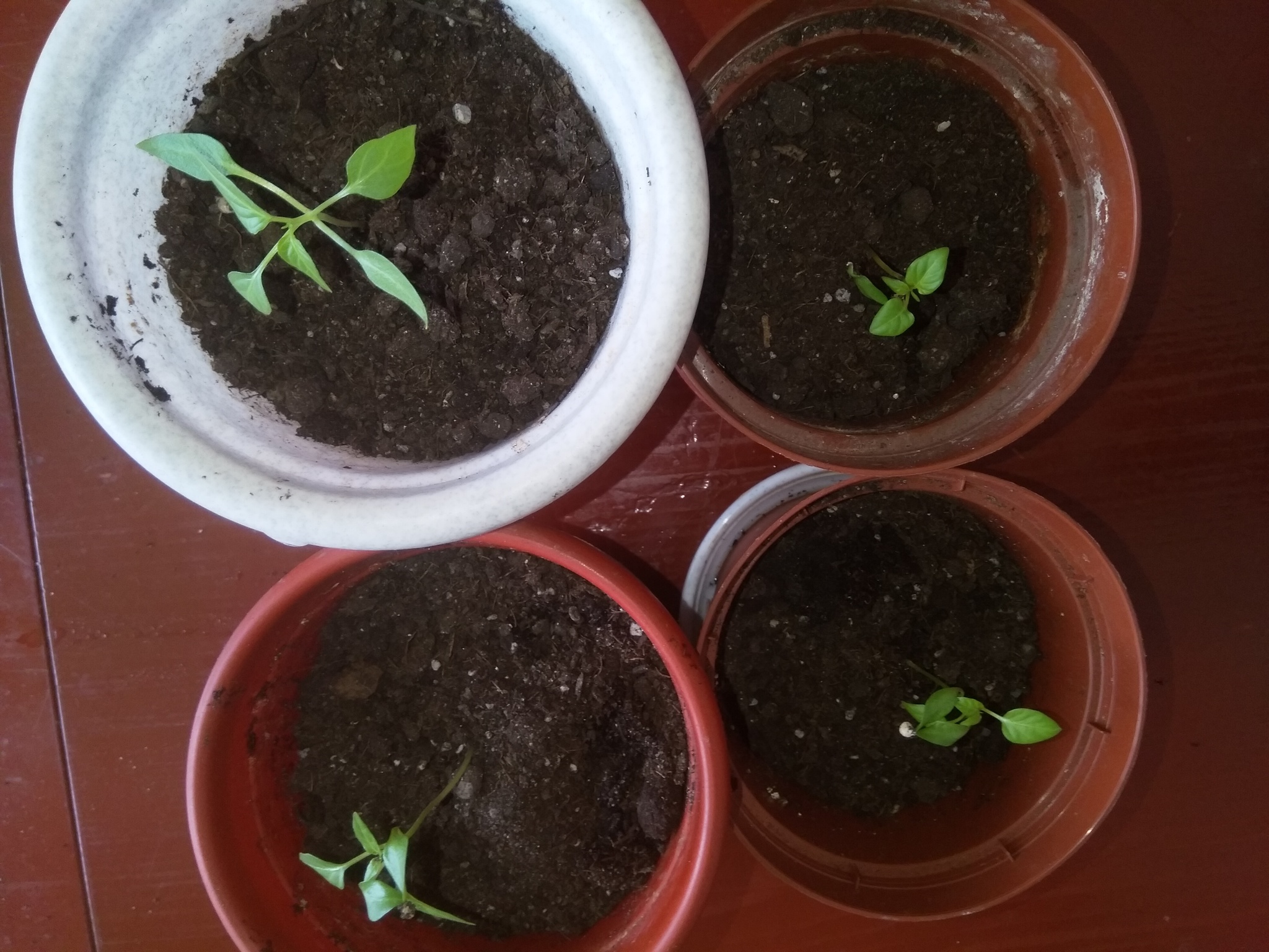 Sweet pepper on the balcony. The first one is ripe - My, Longpost, Pepper farming, Vegetable garden on the windowsill, Parents and children