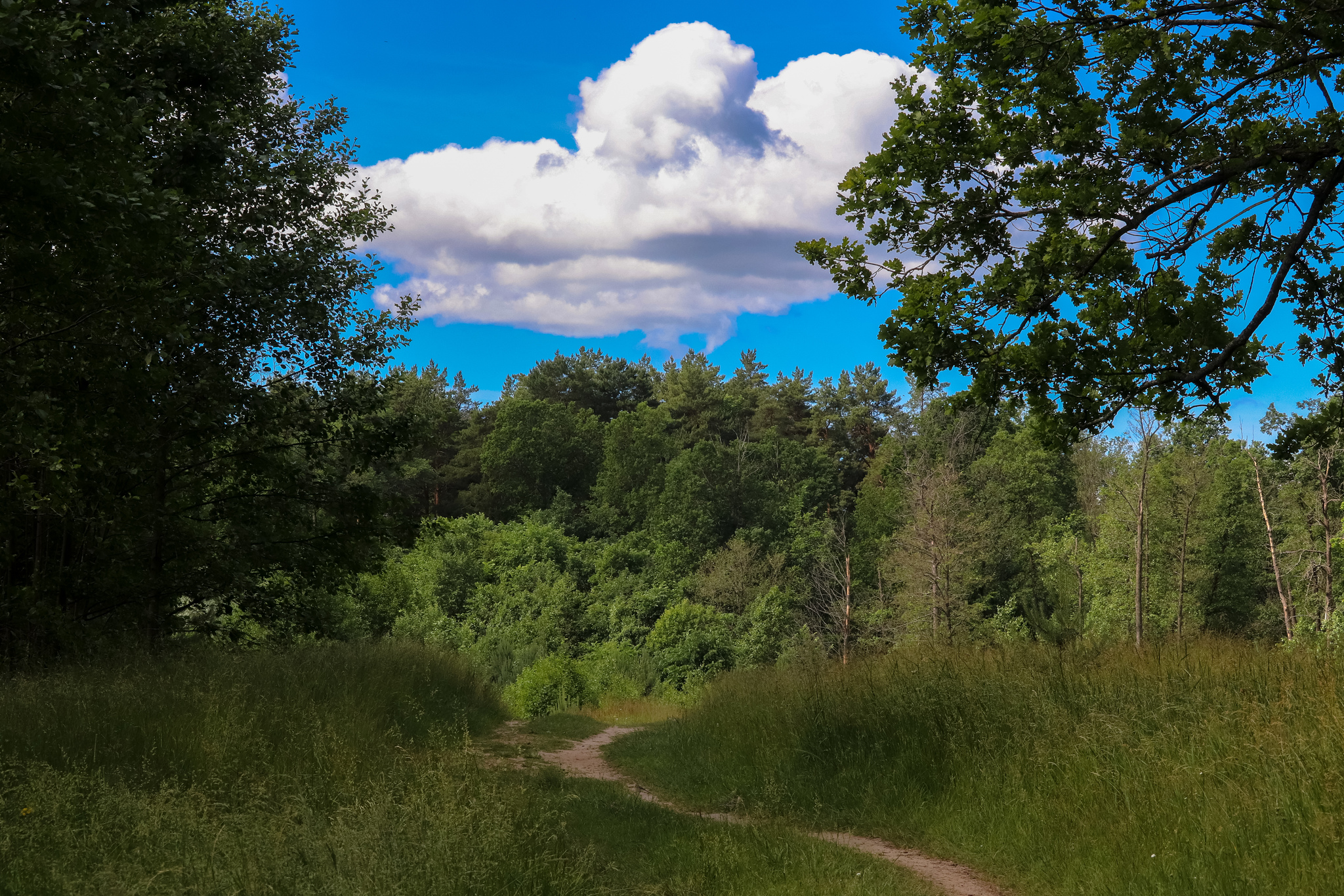 Summer - My, The photo, Nature, Summer, Longpost