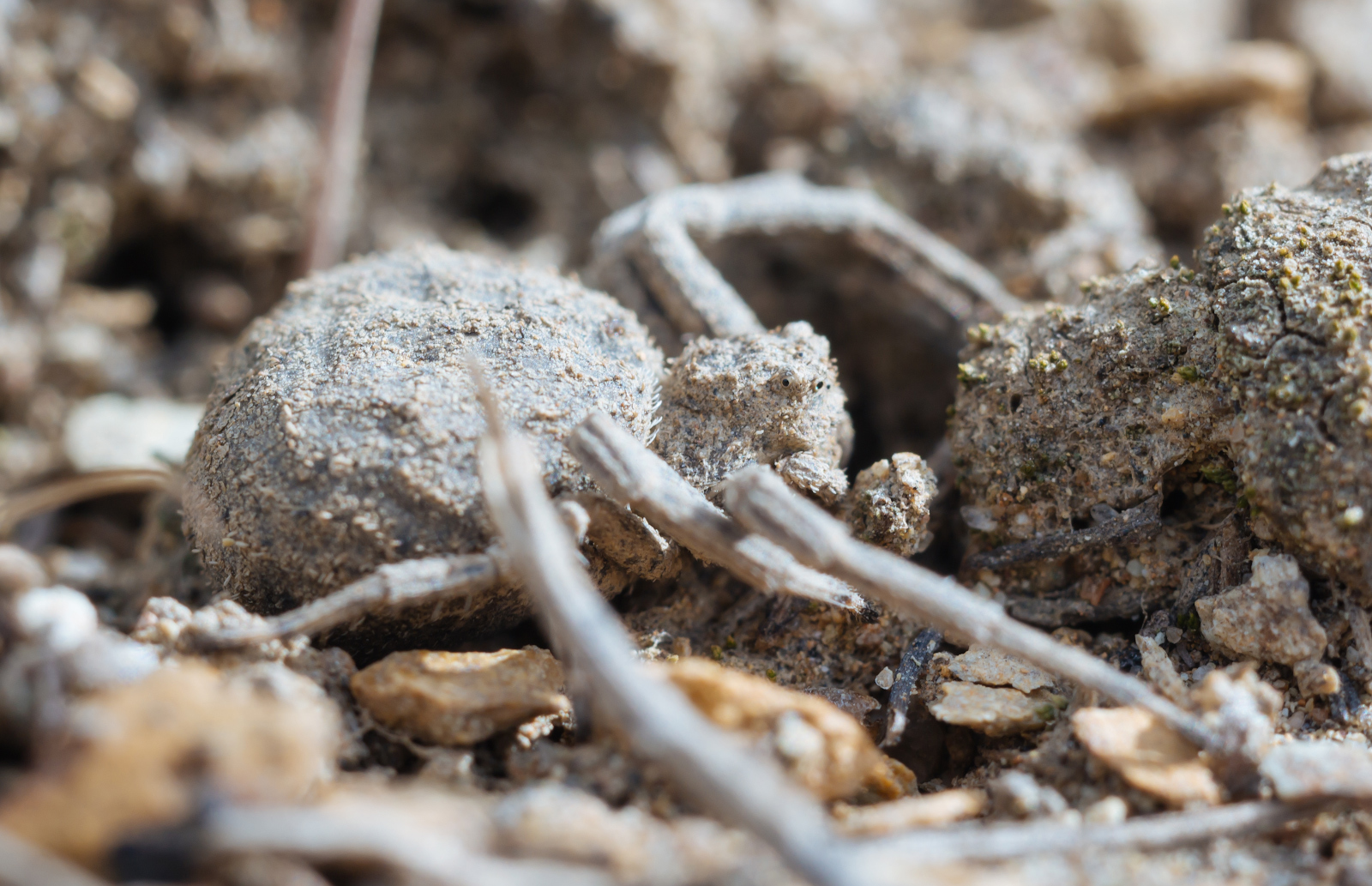 Master of Disguise - My, Macro photography, Spider, Canon, Macro, Insects, Fearfully