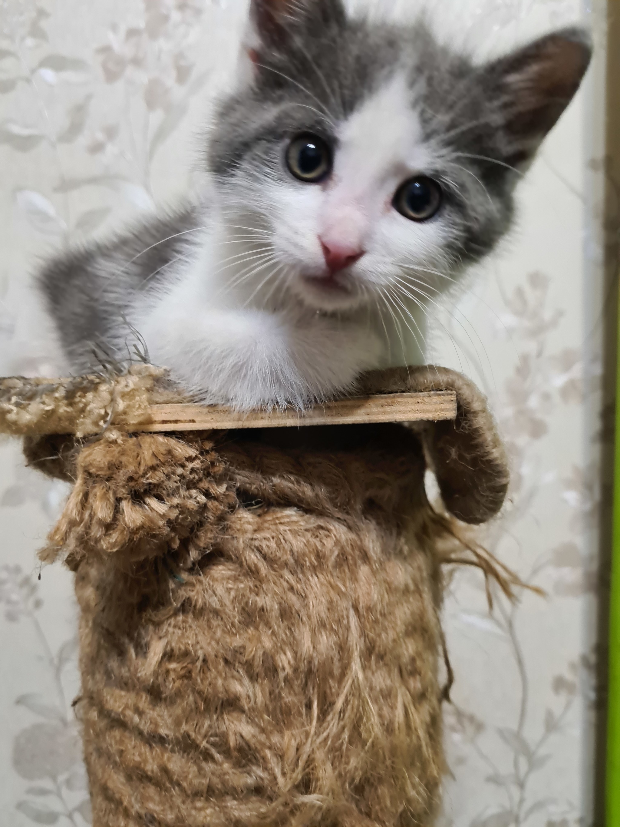 The kitten is still looking for a home! - My, Saint Petersburg, Leningrad region, Longpost, In good hands, No rating, Kittens, cat