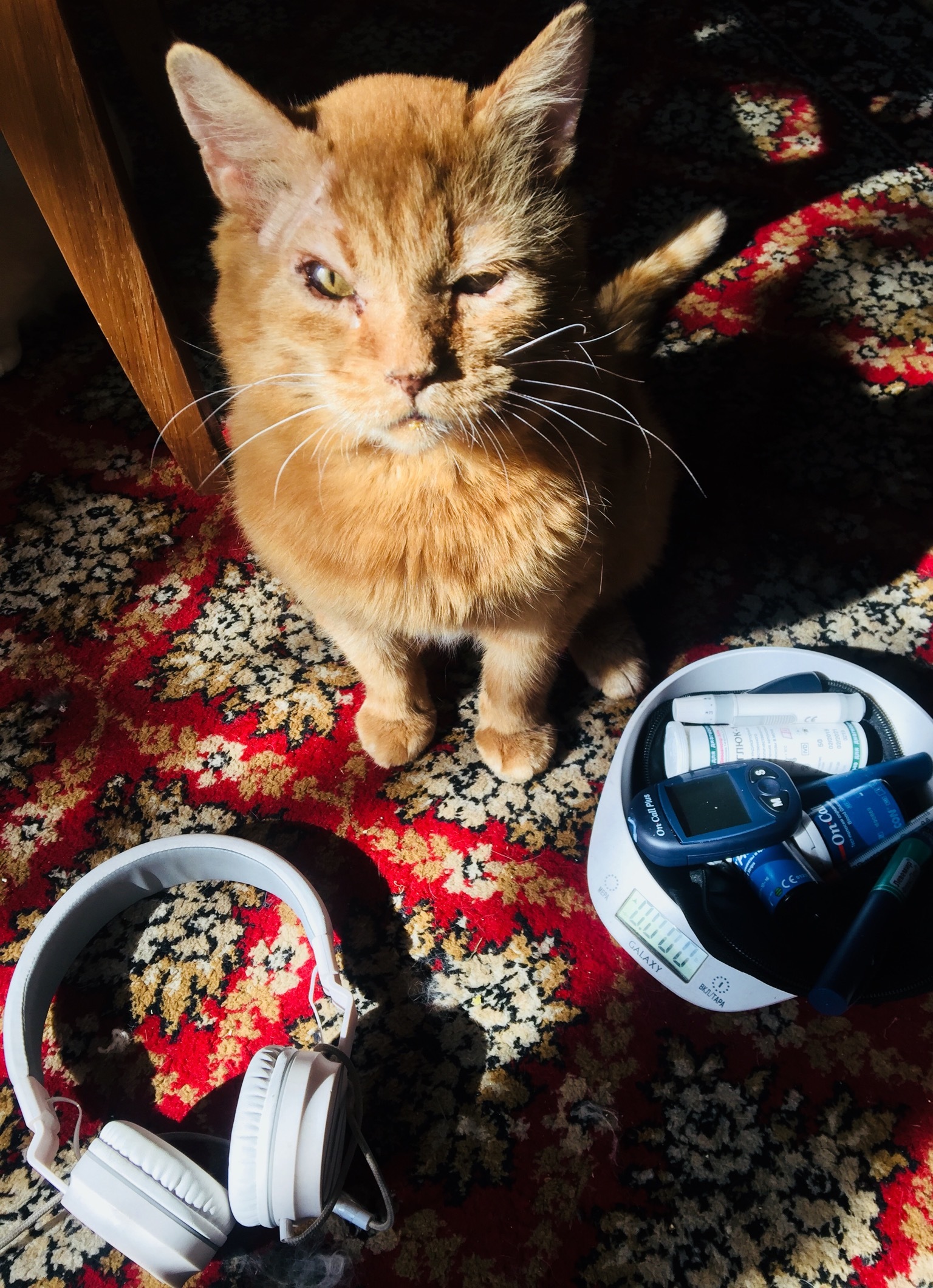 Continuation of the post “We decided to help a gentle ginger cat with an abscess. And they sailed. The cat turned out to be diabetic - My, cat, Diabetes, Animal Rescue, Reply to post, Longpost