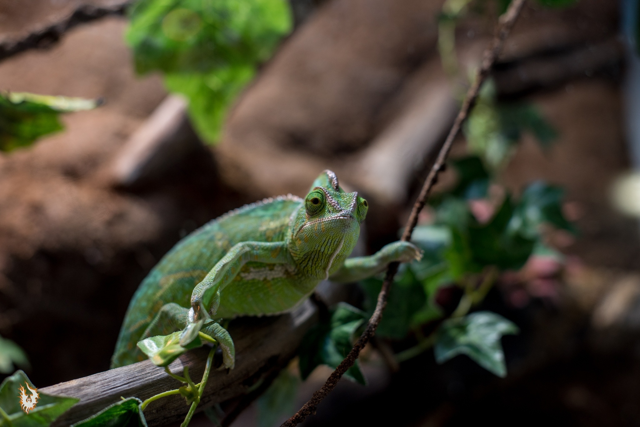 Dinosaurs and others - My, Bearded dragon, Chameleon, Lizard, Reptiles at home, Video, Longpost