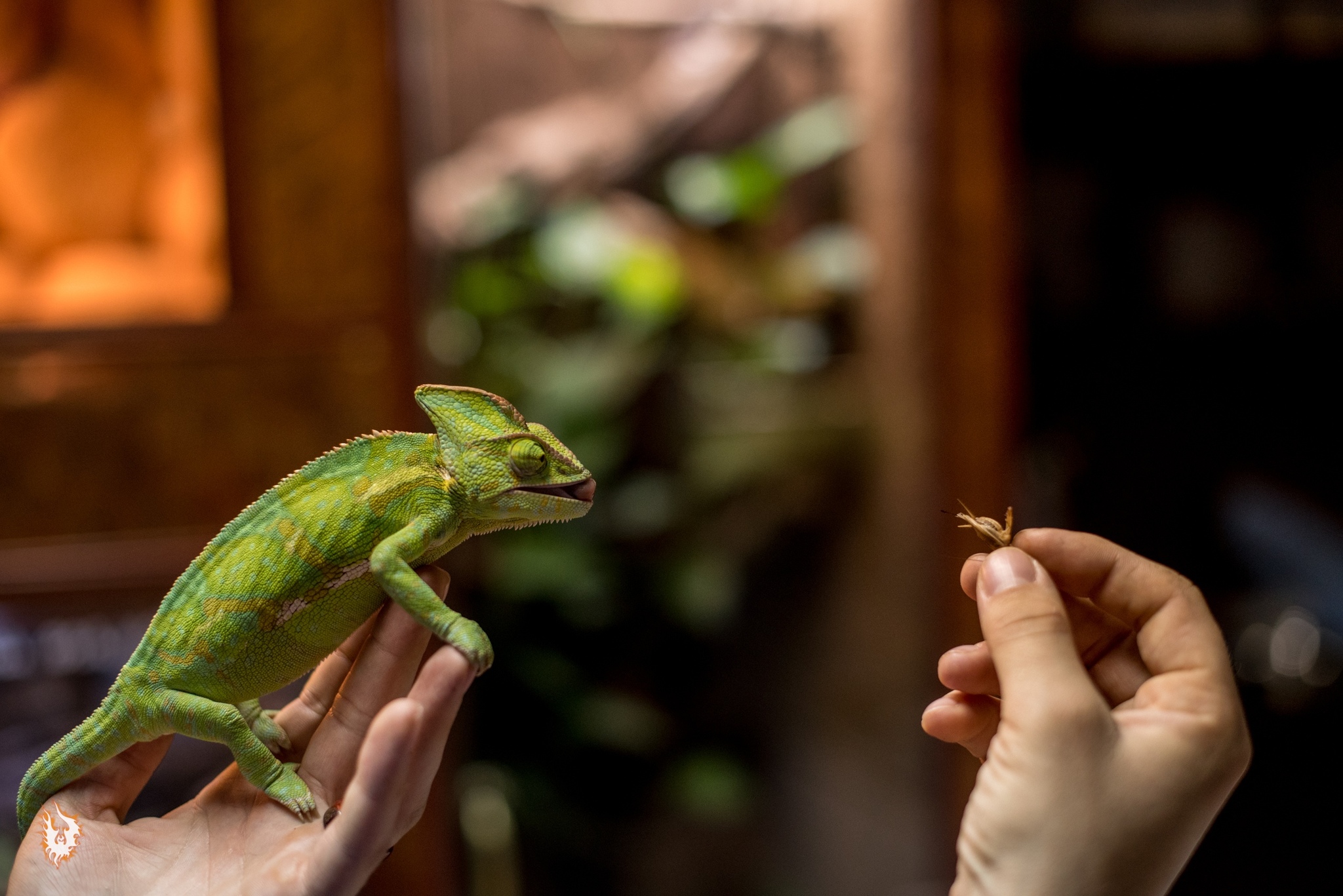 Dinosaurs and others - My, Bearded dragon, Chameleon, Lizard, Reptiles at home, Video, Longpost