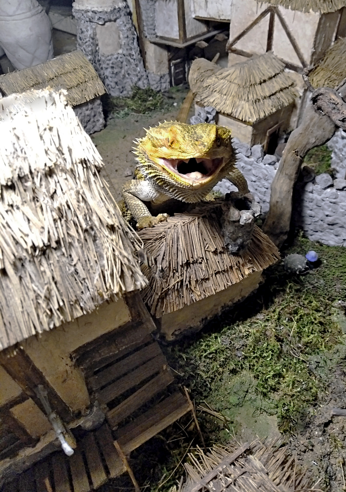 Dragon in Morrowind - My, Diorama, Miniature, The elder scrolls, The Elder Scrolls III: Morrowind, The Dragon, Bearded dragon, Handmade, Animals, Longpost