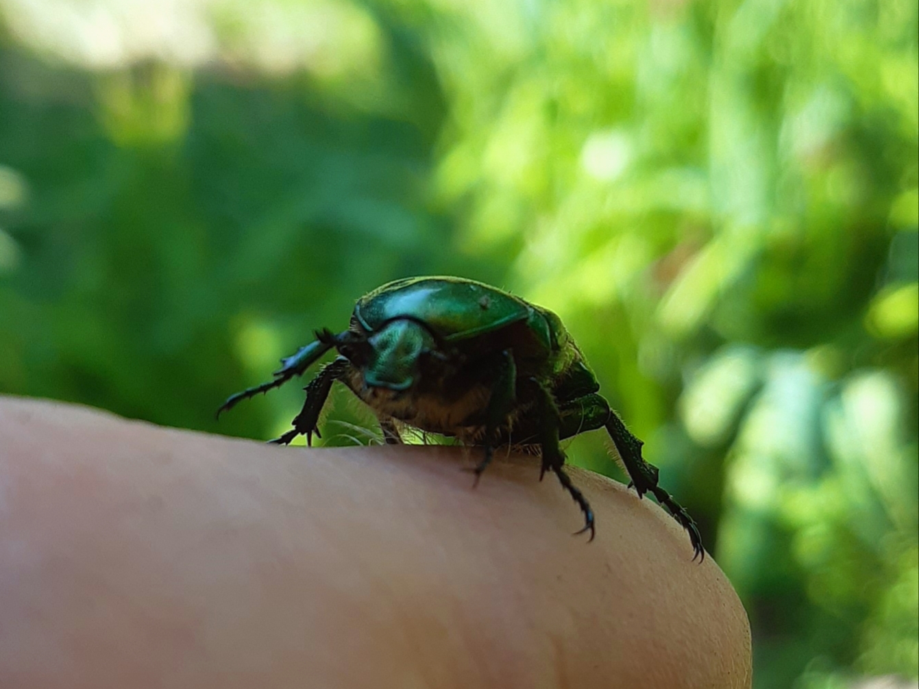 Summer Guest - My, Mobile photography, Photo on sneaker, Donetsk, Insects, Longpost, Bronzovka