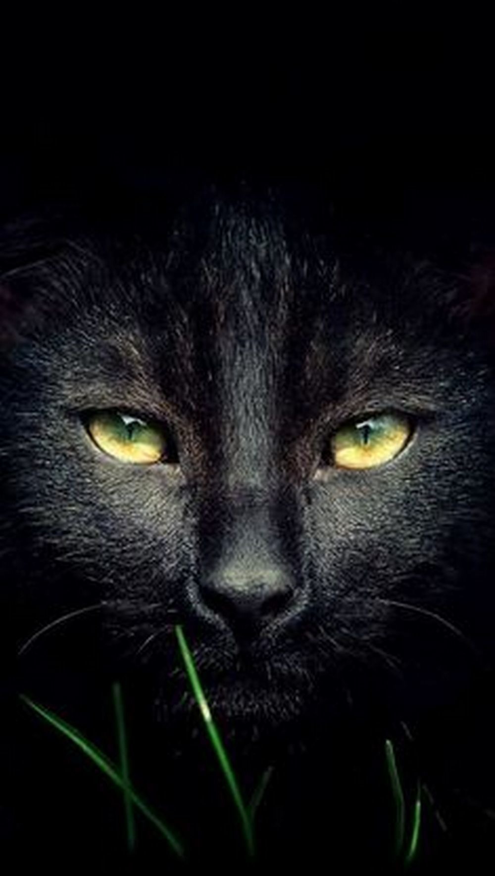 The look of darkness... - cat, Mood