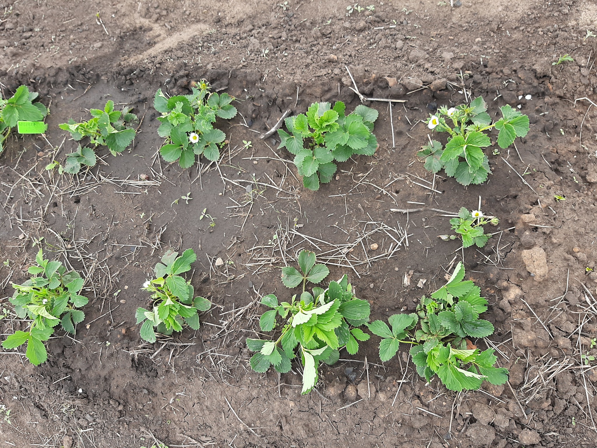 Development of a land plot from scratch. Strawberries and wild strawberries. Part 4 - My, Strawberry (plant), Growing, Garden, Longpost