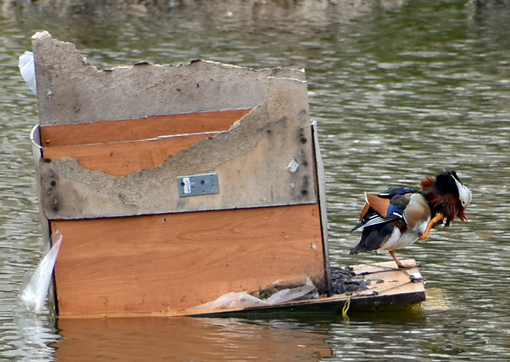 MANDARNINE - My, Ornithology, Duck, Red Book, Nature, Schelkovo, Birds, Story, Video, Longpost