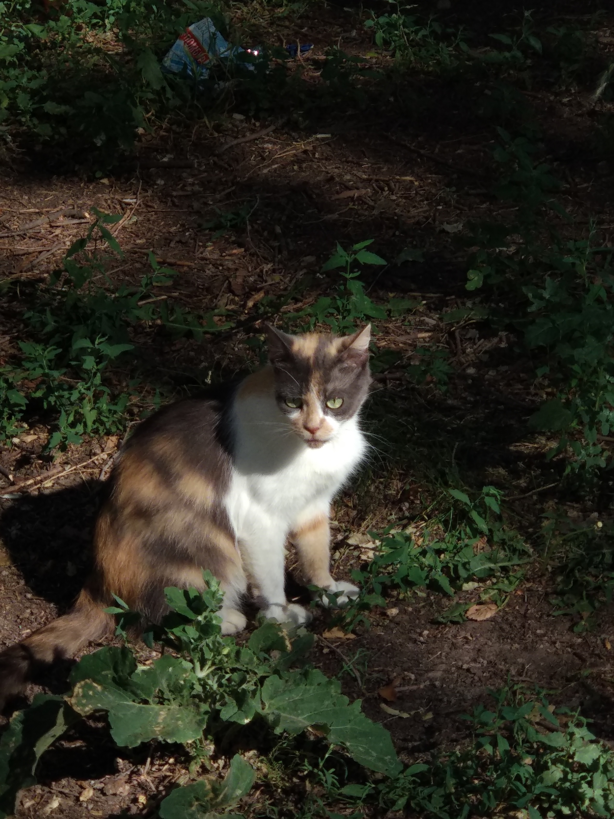 The greyhound or cat is the owner of the area - My, cat, Greyhound, Street, Longpost