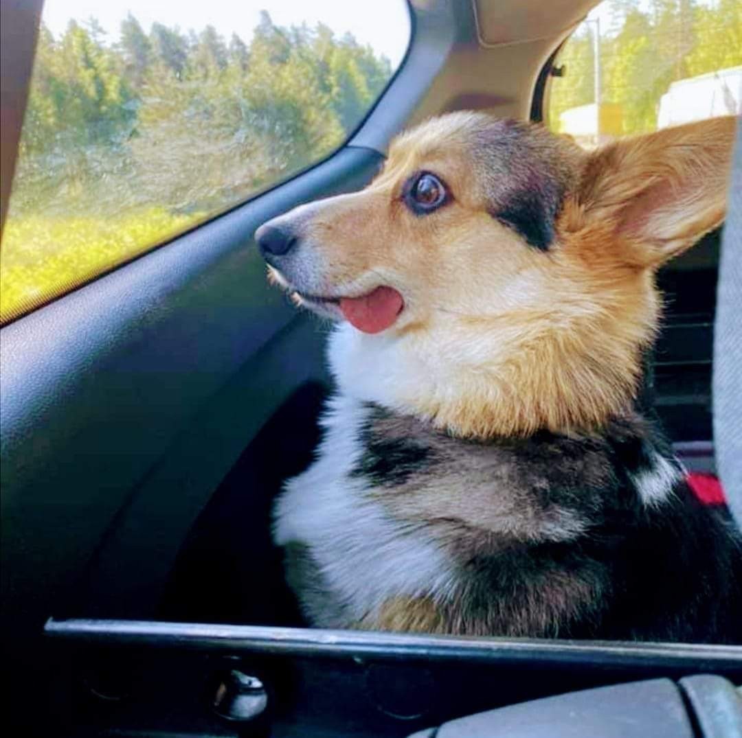 When self-isolation is over and you go to work the usual way - Reddit, Corgi, Self-isolation, Dog