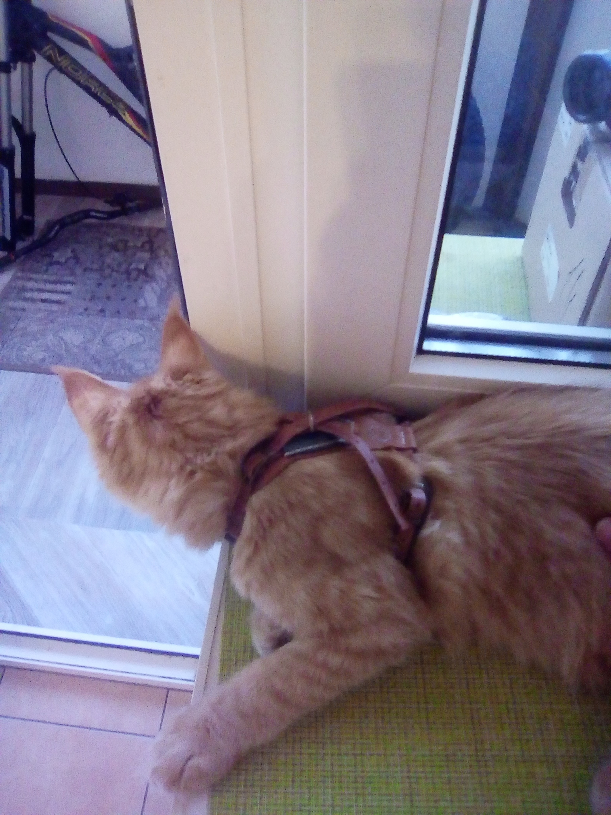 Harness for a cat based on the well-known Tony - My, Leather products, Leather craft, Needlework without process, Handmade, Longpost