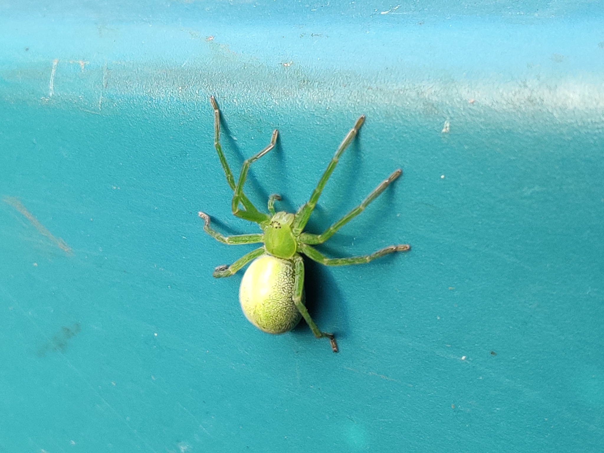 Immature spider - My, Arachnids, Spider, Longpost