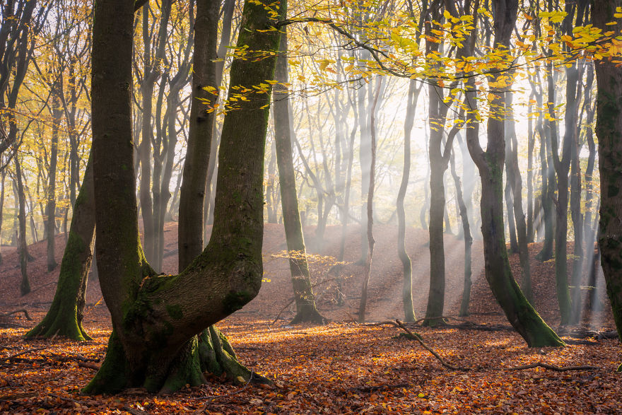 Nature. Forest in Denmark in all seasons - Forest, The photo, Nature, Denmark, Boredpanda, Longpost