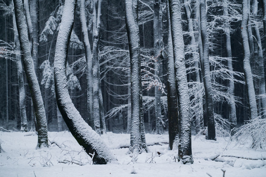 Nature. Forest in Denmark in all seasons - Forest, The photo, Nature, Denmark, Boredpanda, Longpost