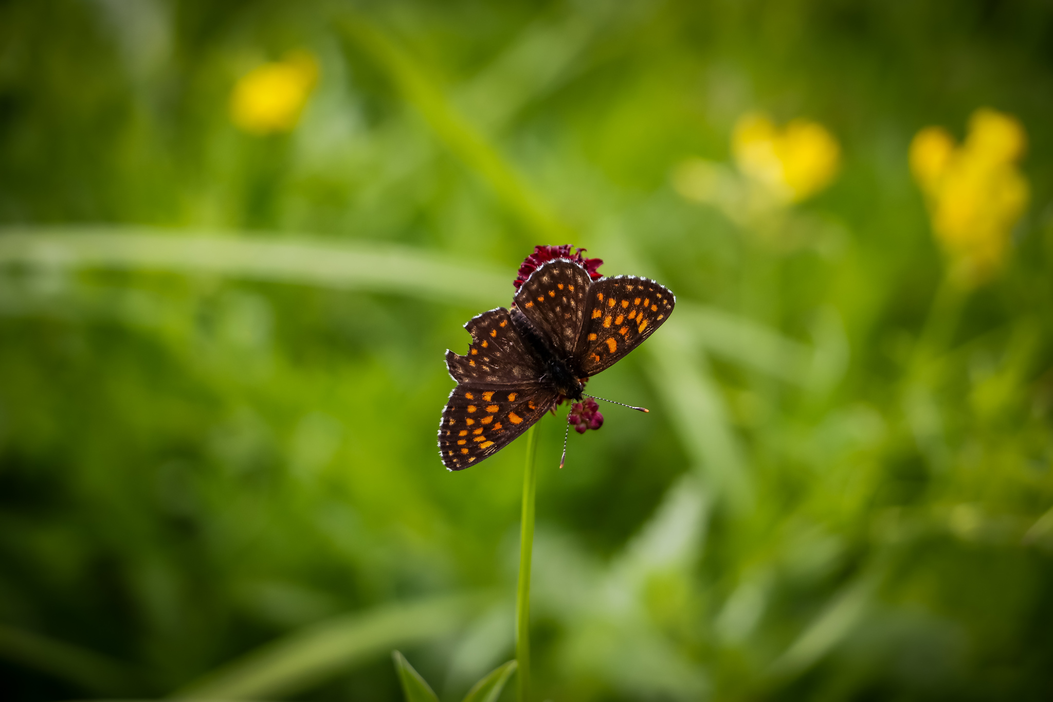 Summer - My, The photo, Insects, Birds, Lizard, Nature, Longpost