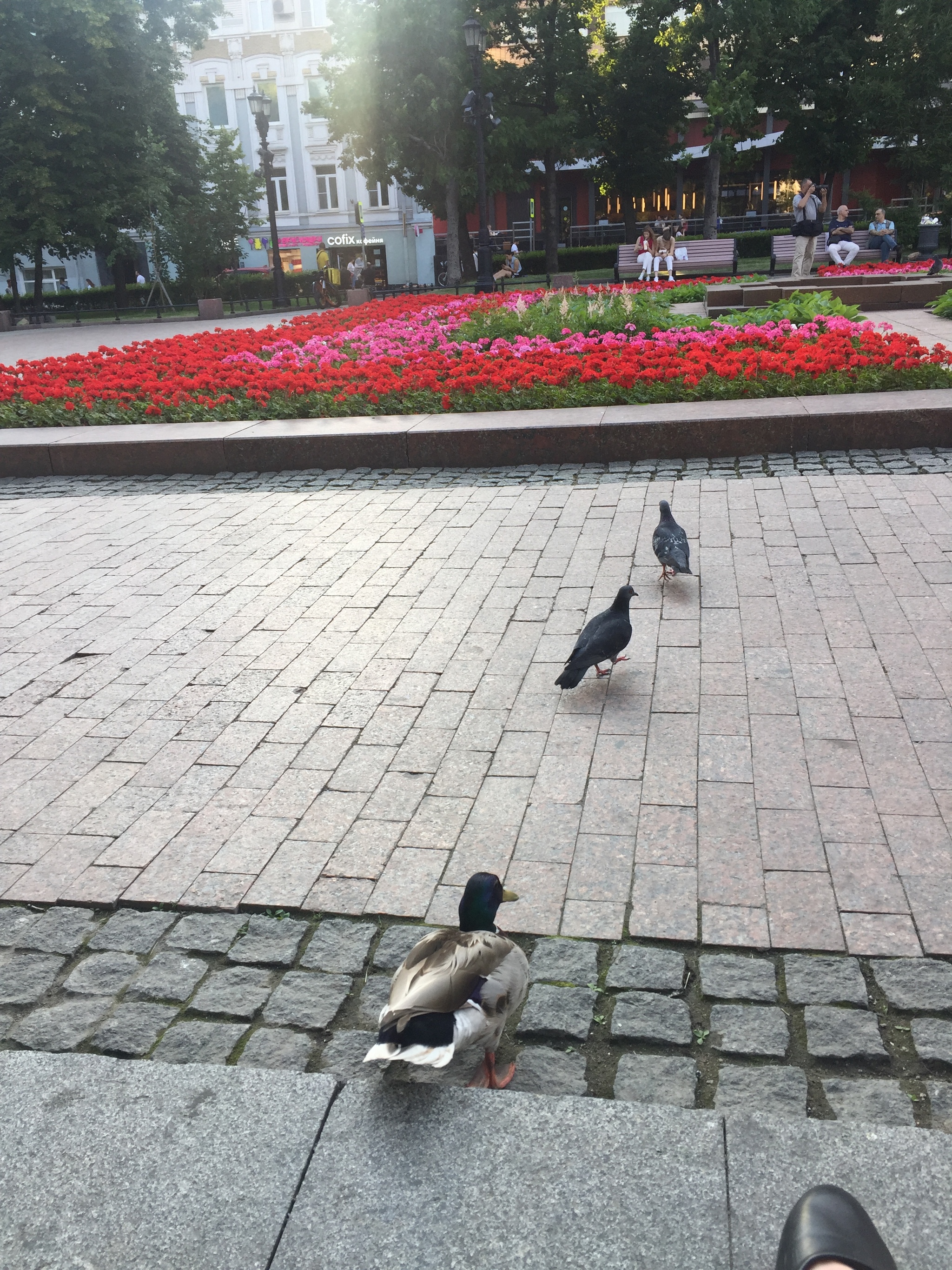 В Москве наступила жара, даже утки вышли погулять в центр. Метро пушкинская - Моё, Длиннопост, Птицы, Утка, Голубь, Москва