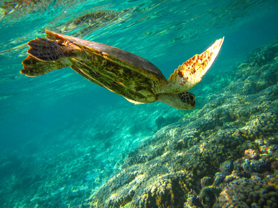 Somewhere in the Pacific Ocean... - My, Sunset, Sea, The sun, Hawaii, Longpost