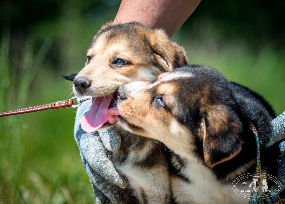 Puppies are looking for a home, boys and girls - My, No rating, Puppies, Dog, In good hands, Longpost, Moscow region, Bronnitsy, Ramensky District