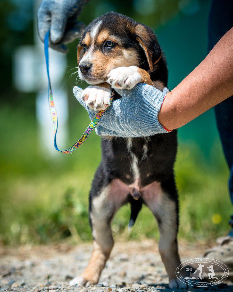 Puppies are looking for a home, boys and girls - My, No rating, Puppies, Dog, In good hands, Longpost, Moscow region, Bronnitsy, Ramensky District