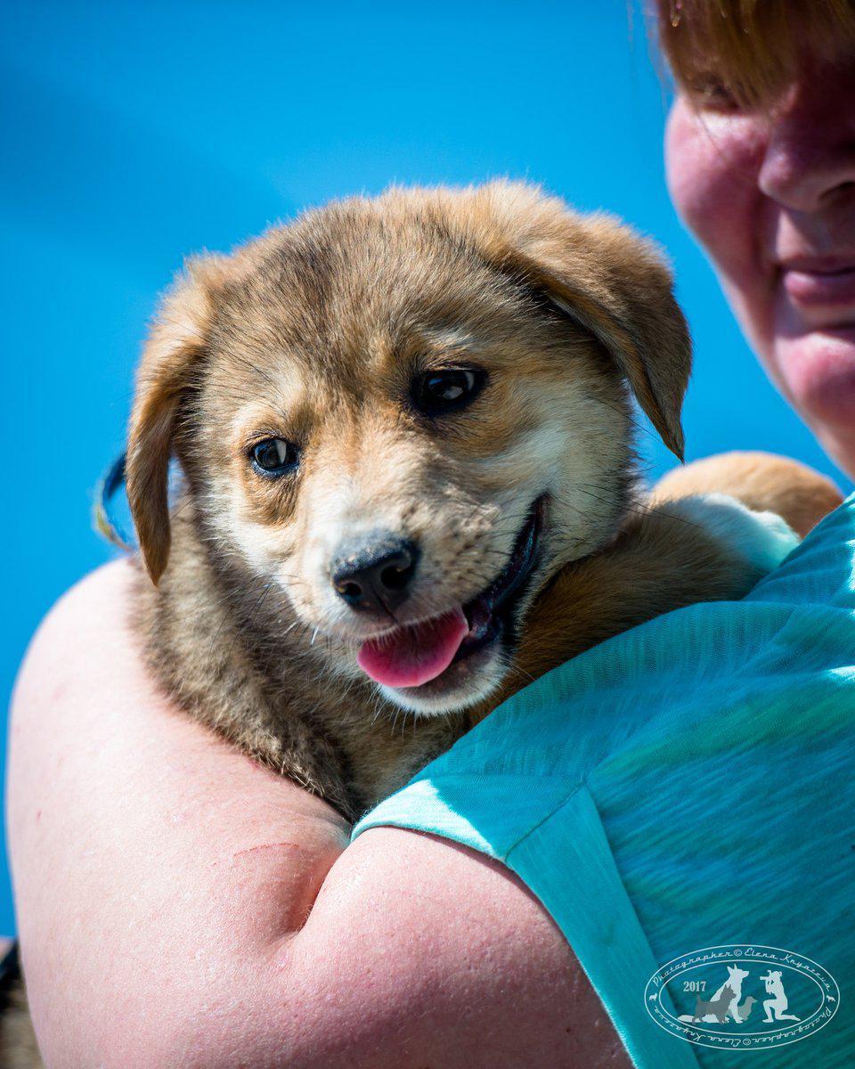 Puppies are looking for a home, boys and girls - My, No rating, Puppies, Dog, In good hands, Longpost, Moscow region, Bronnitsy, Ramensky District