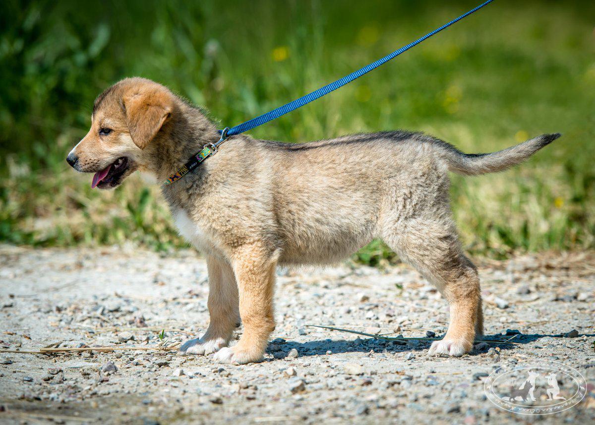 Puppies are looking for a home, boys and girls - My, No rating, Puppies, Dog, In good hands, Longpost, Moscow region, Bronnitsy, Ramensky District