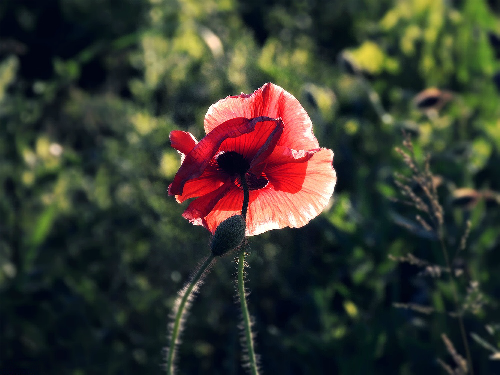 Summer - My, The photo, Summer, Bloom, Flowers, Nikon, Nikon p510, Lupine, Poppy, Longpost