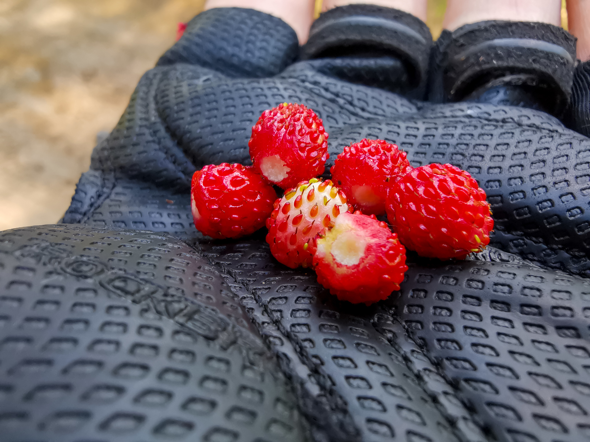 Summer colors - My, The photo, Nature, Berries, Flowers, Yummy, Longpost