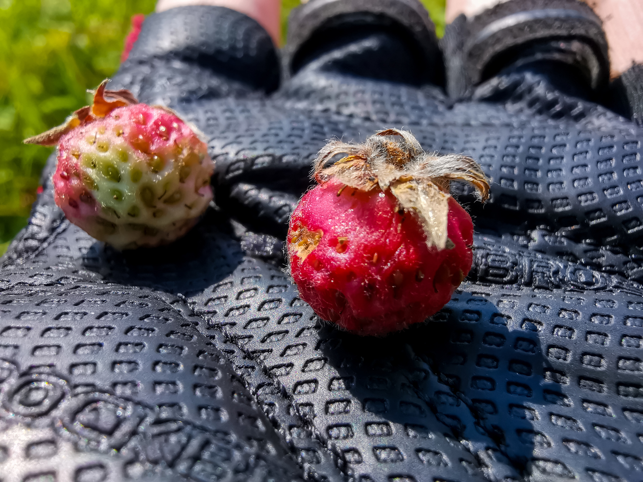 Summer colors - My, The photo, Nature, Berries, Flowers, Yummy, Longpost