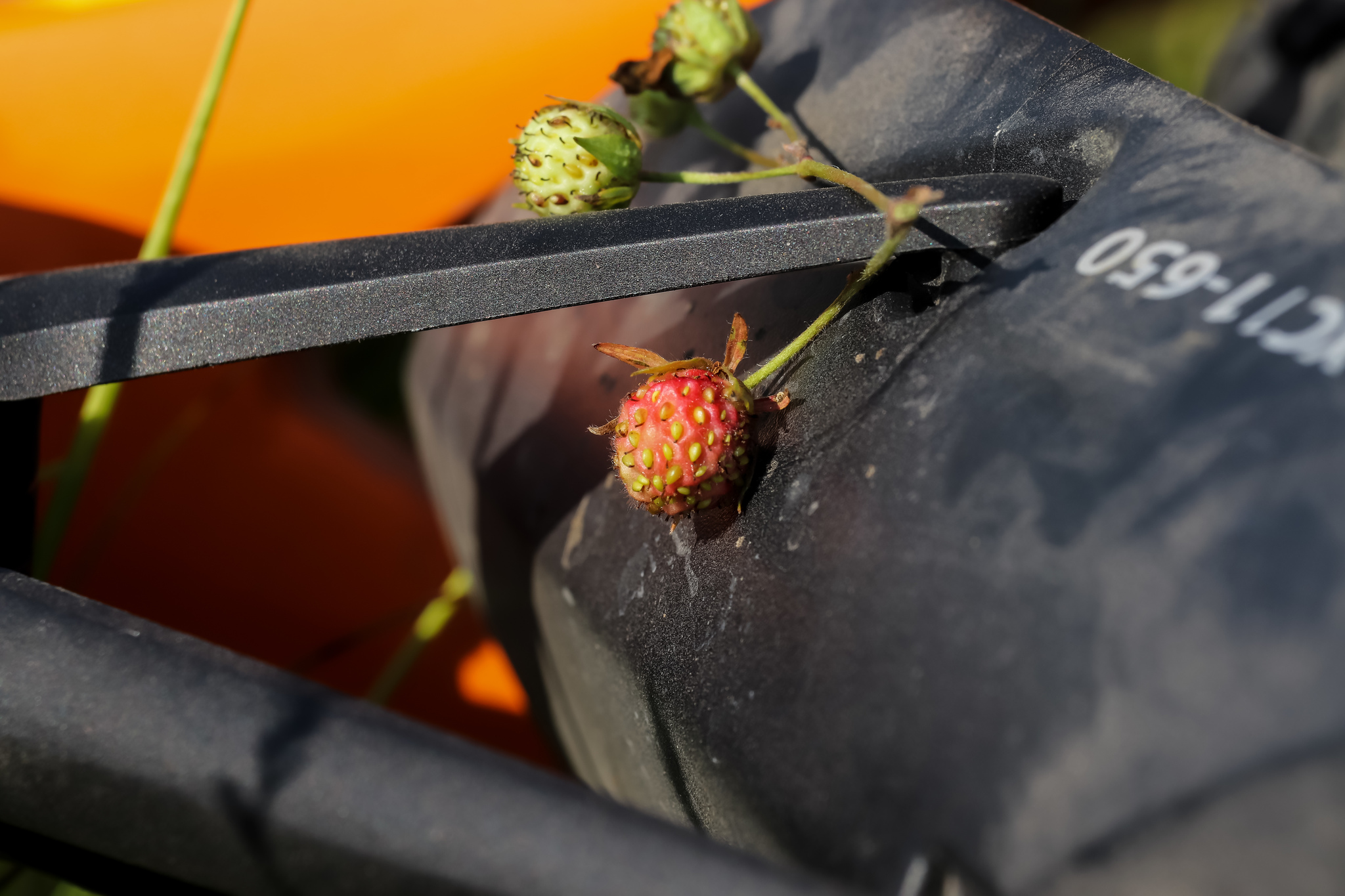 Summer colors - My, The photo, Nature, Berries, Flowers, Yummy, Longpost