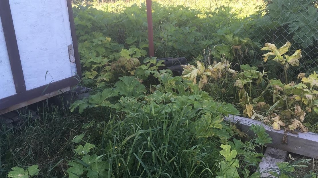 Summary a week later Hogweed - it was July 11 - My, Earthlings vs. Hogweed, Hogweed, Longpost