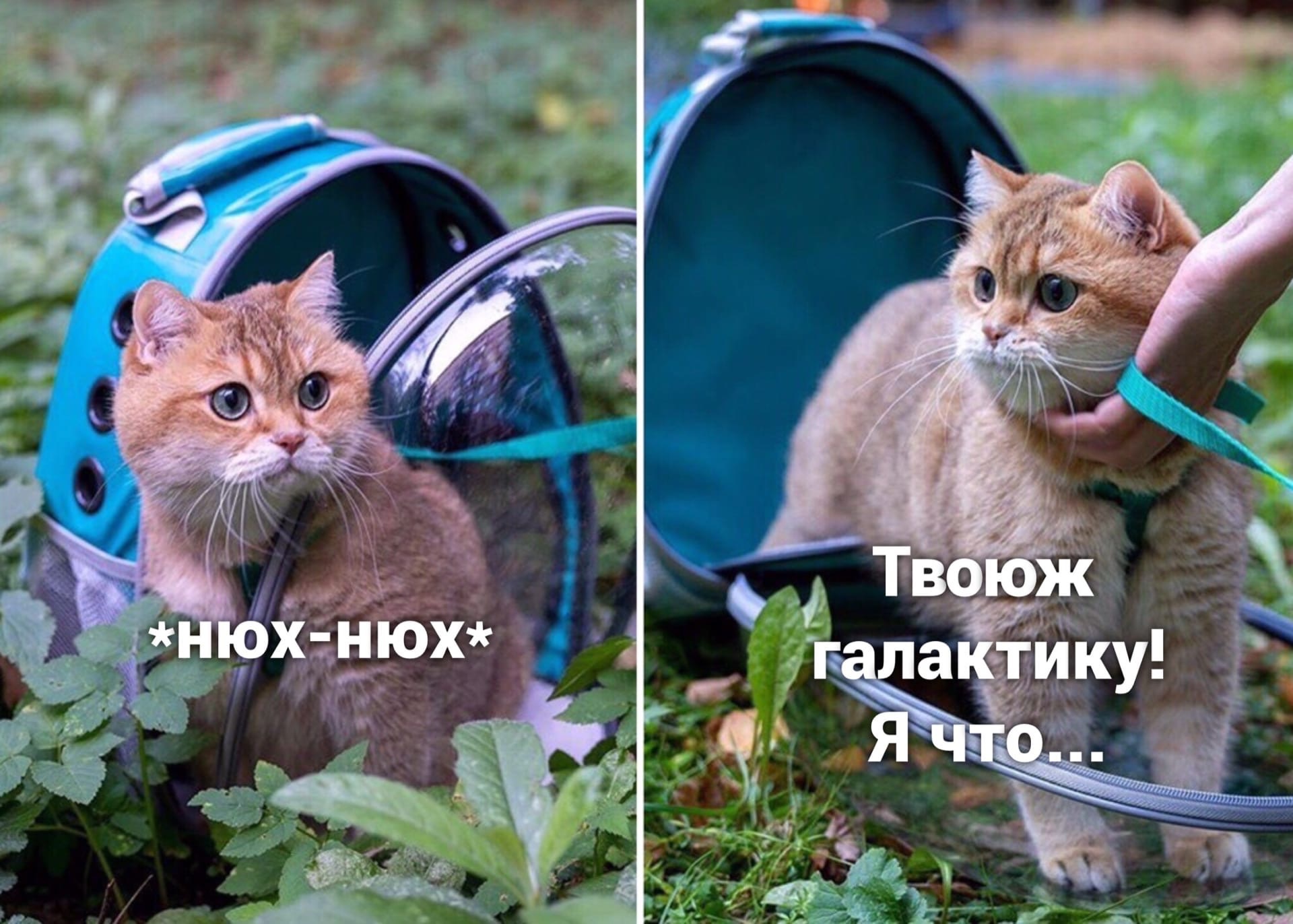 Unsuccessful landing - cat, Космонавты, Capsule, Longpost