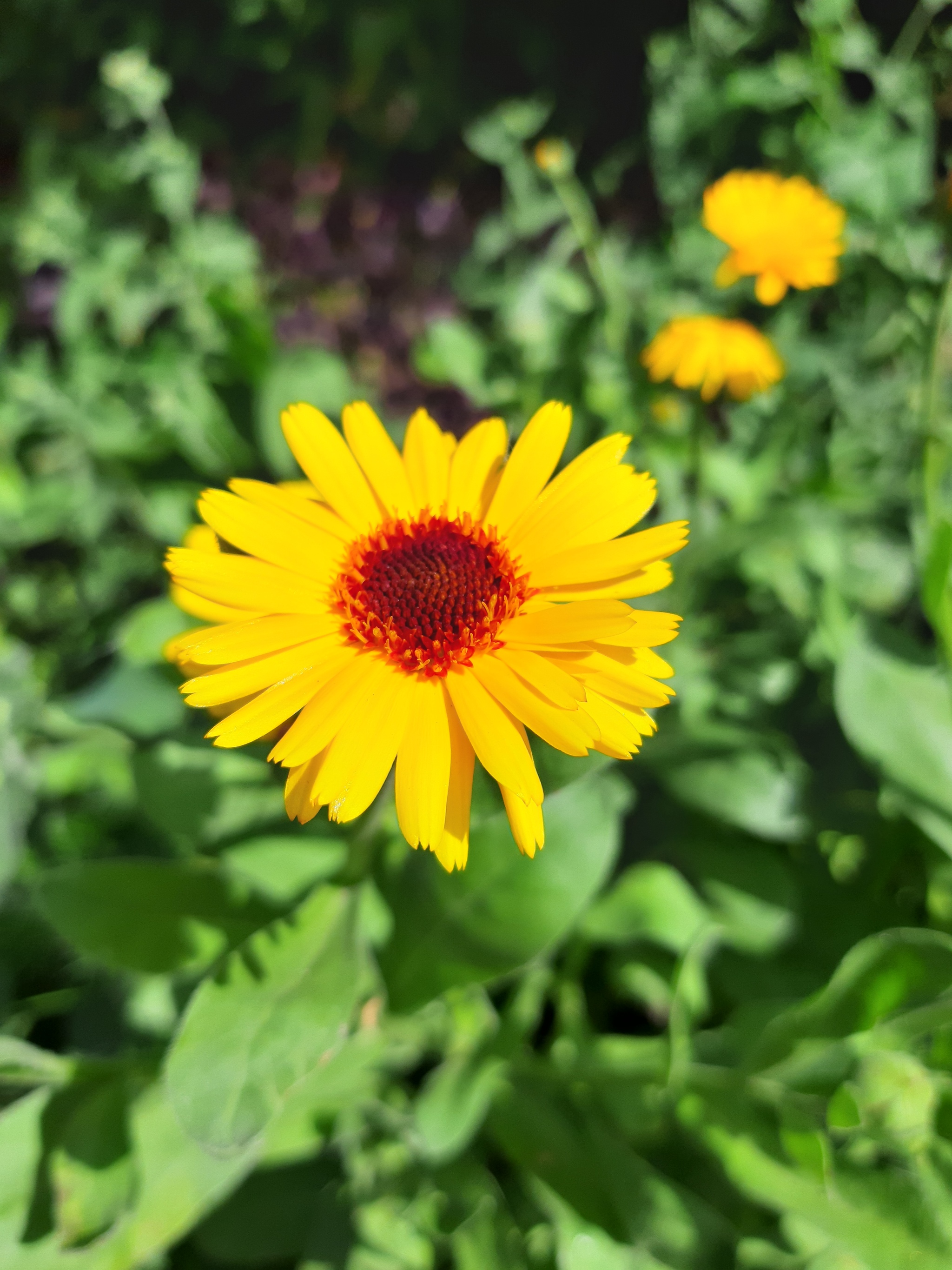 Little suns - My, Calendula, Mobile photography, The sun, Walk, Mound, Longpost