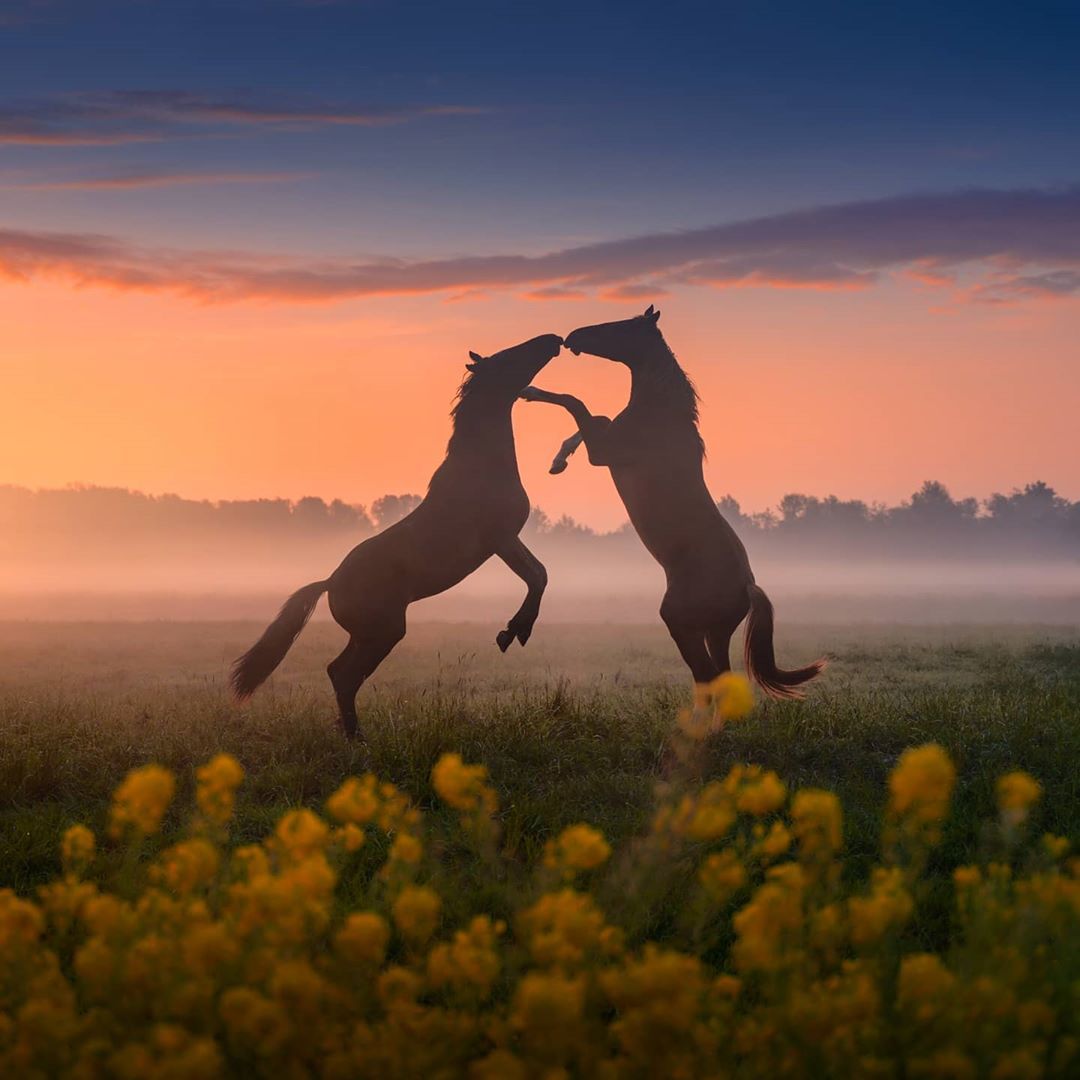 Horses - Horses, Sunset, Field, Longpost