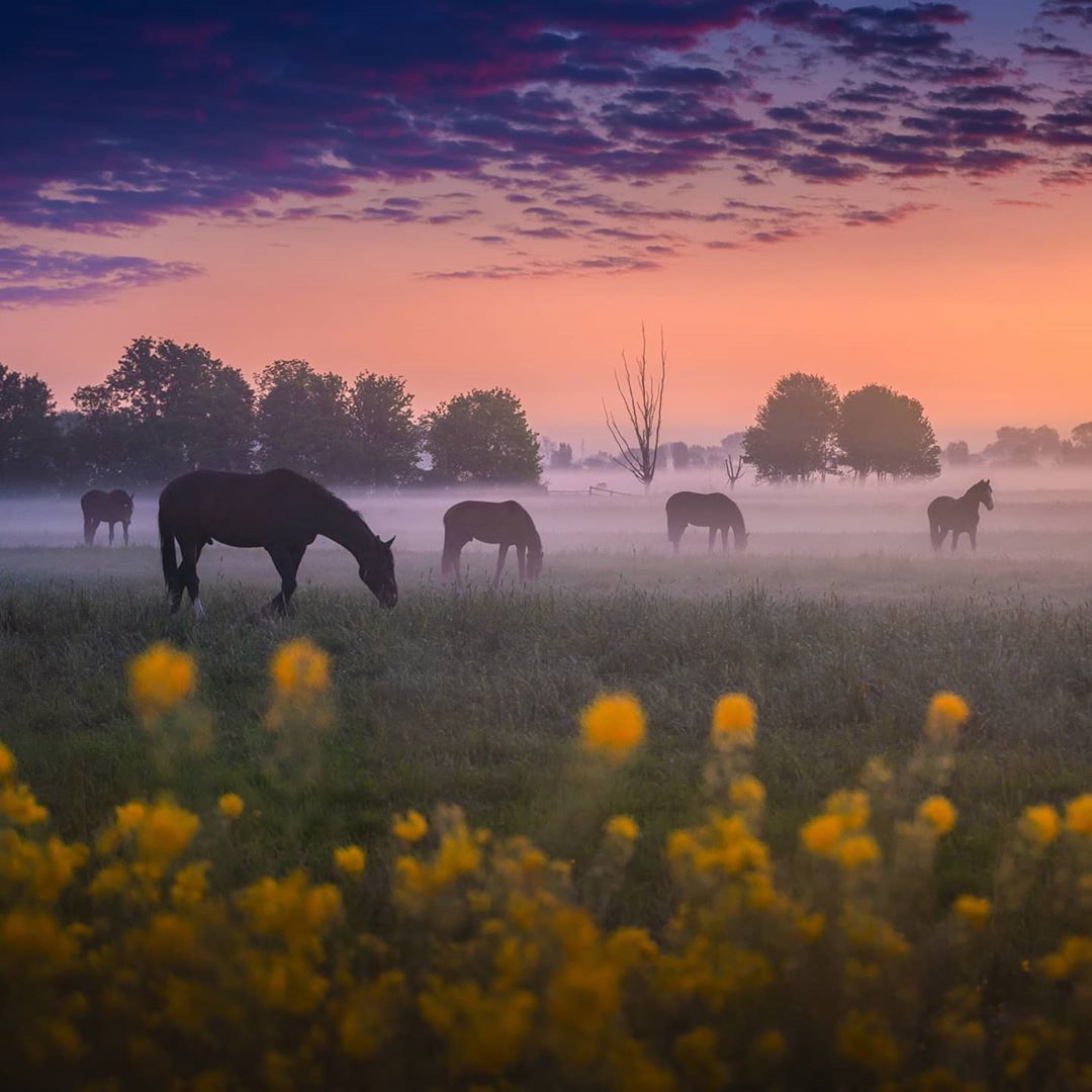 Horses - Horses, Sunset, Field, Longpost