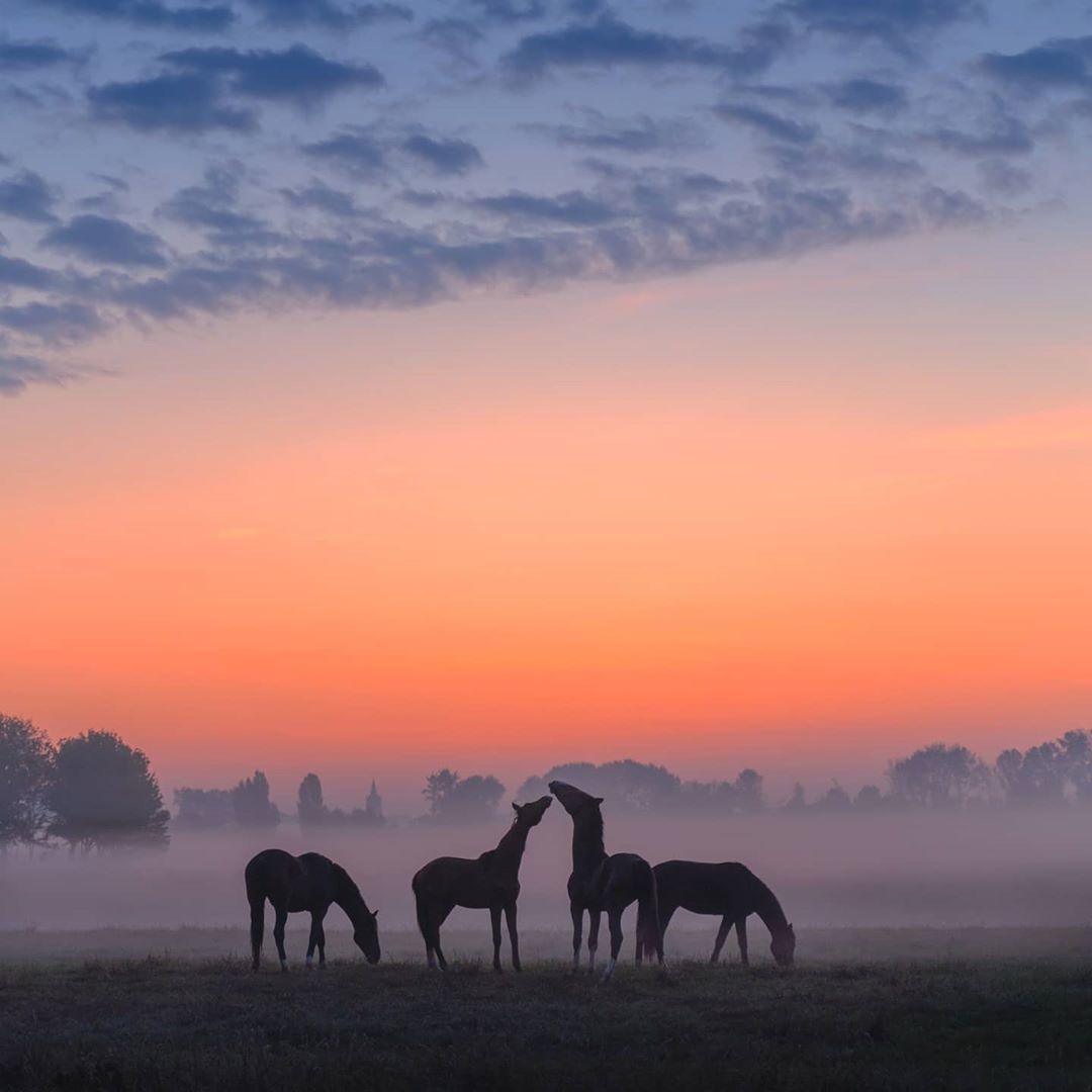 Horses - Horses, Sunset, Field, Longpost