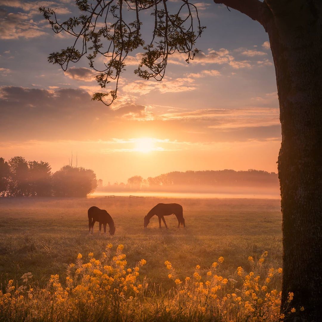 Horses - Horses, Sunset, Field, Longpost