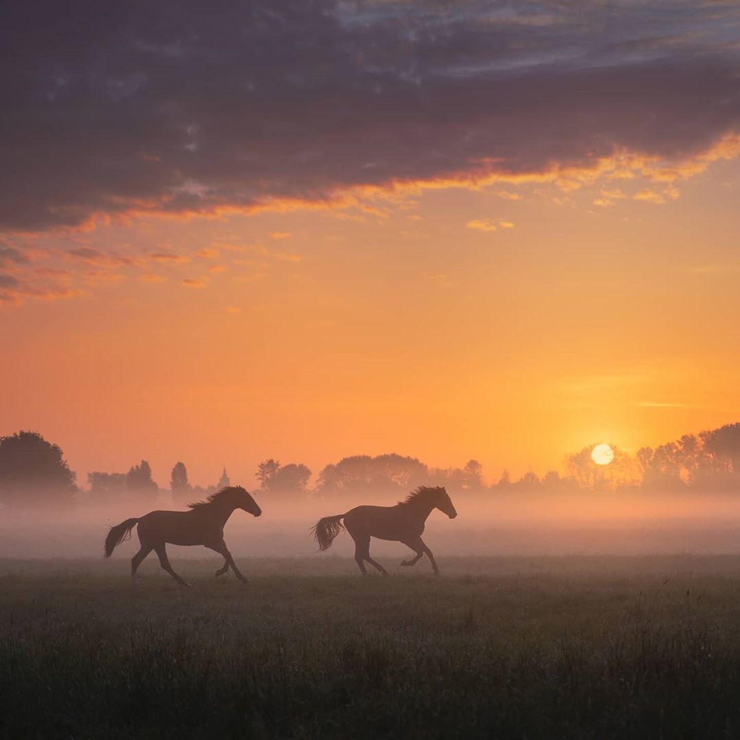 Horses - Horses, Sunset, Field, Longpost