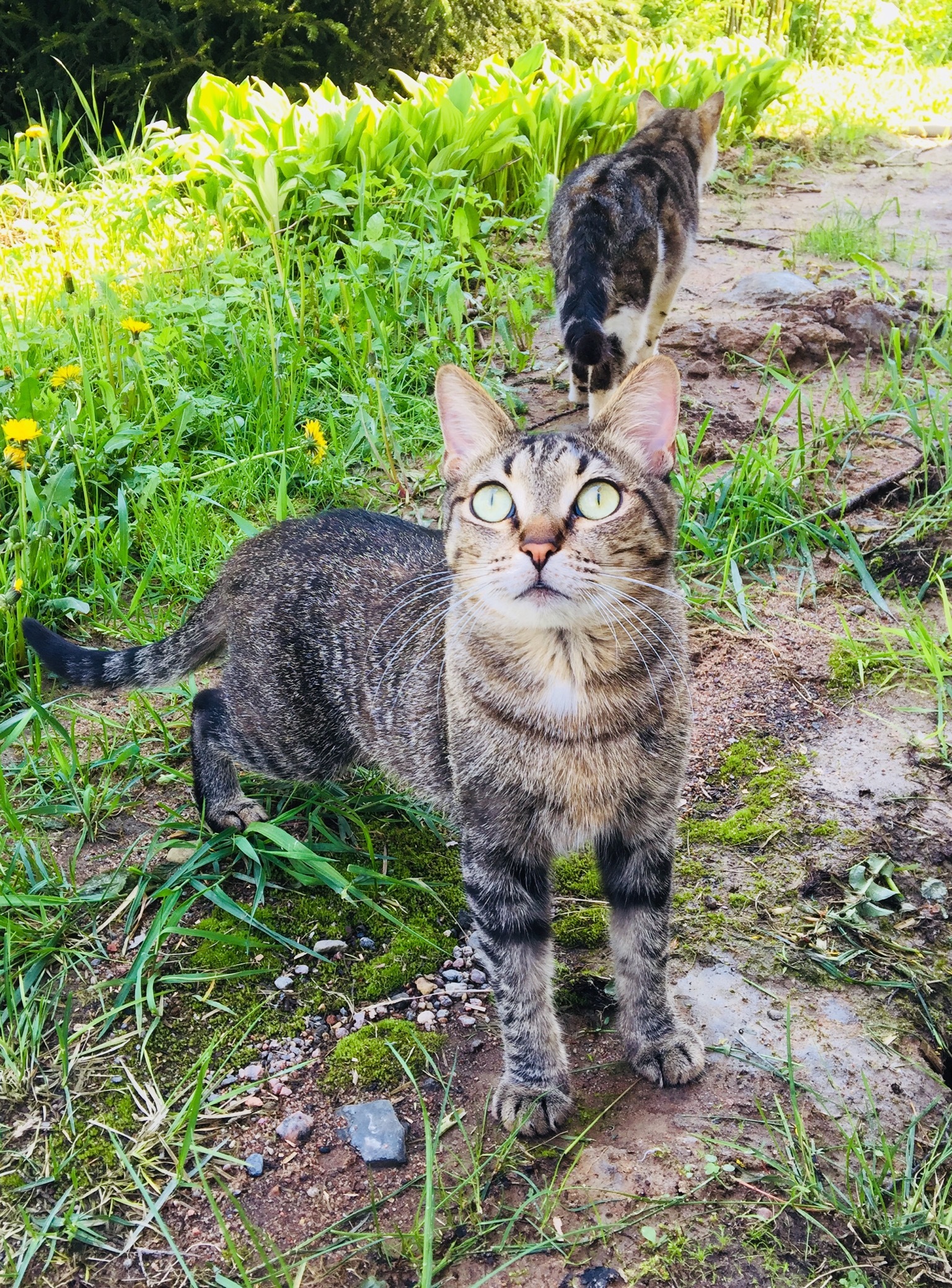 Спасённые коты и кошки ищут свой дом. Санкт-Петербург и Ленинградская область - Моё, Кот, Без рейтинга, В добрые руки, Санкт-Петербург, Ленинградская область, Спасение животных, Длиннопост