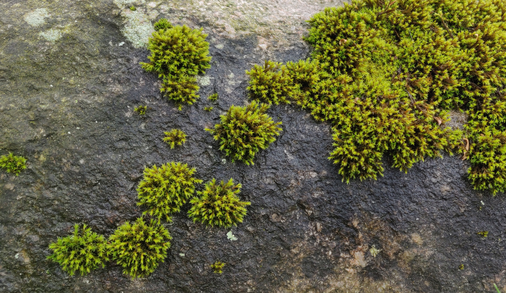 Nature photo - My, The photo, Nature, Plants, Green, Summer, Longpost